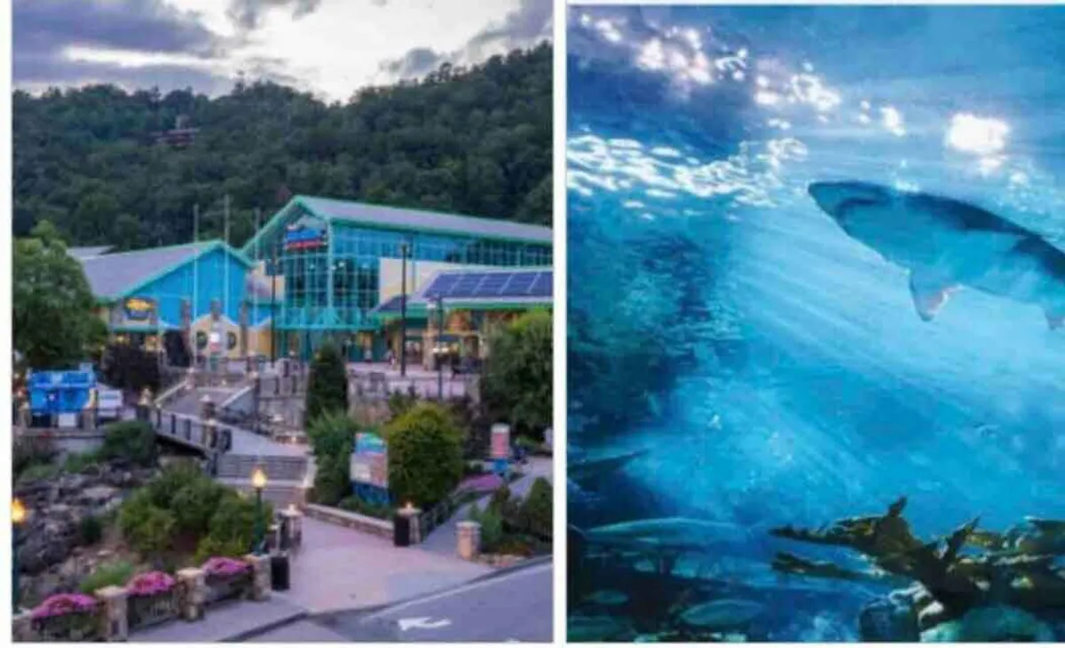 This image depicts the entrance to a popular aquarium attraction set against a dramatic mountain backdrop. Lush landscaping and the inviting walkway highlight a family-friendly destination, while the excitement of the aquarium experience is palpable from the busy plaza.