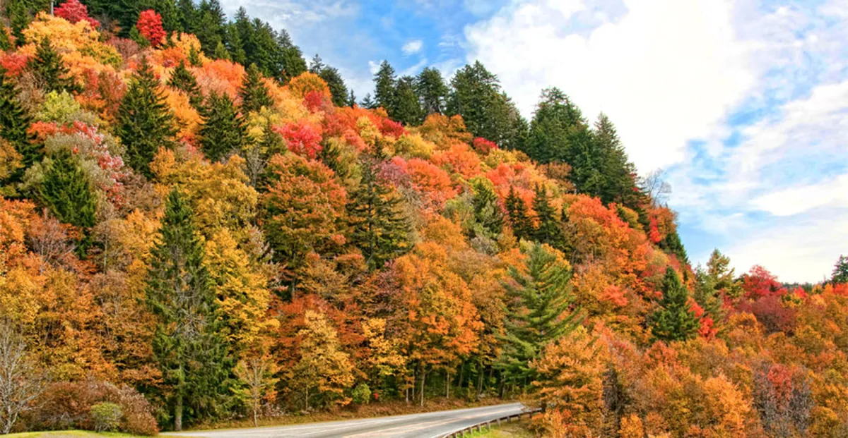 A winding road cuts through a vibrant forest ablaze with autumn foliage, framed by distant rolling hills under a serene sky. The scene is tranquil and picturesque, inviting exploration and leisurely drives or walks amidst nature's seasonal beauty.